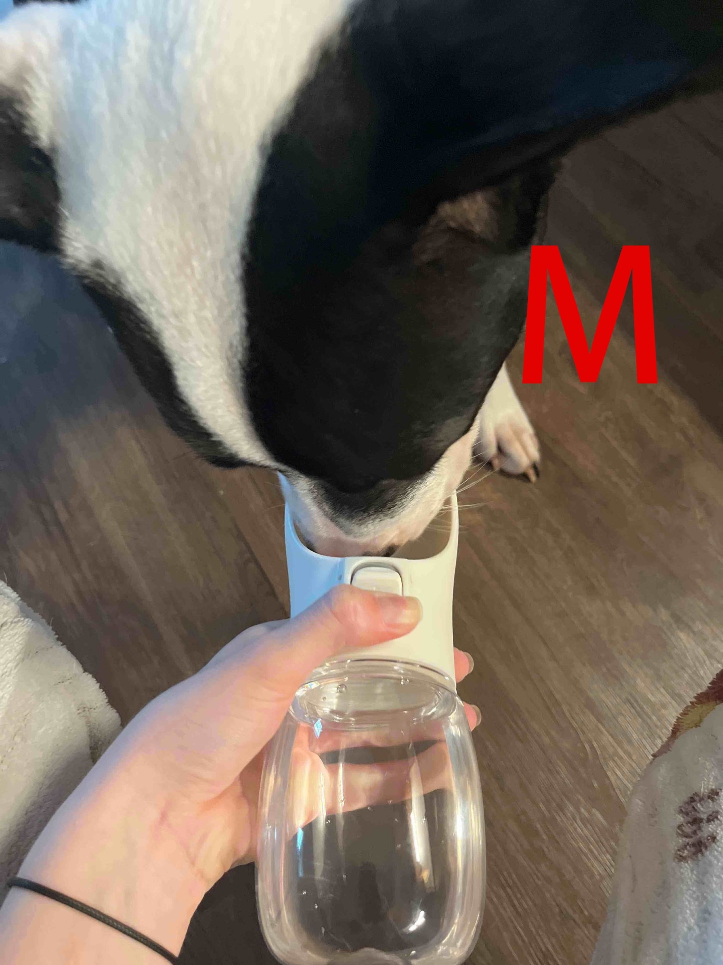 Portable Dog Water Dispenser