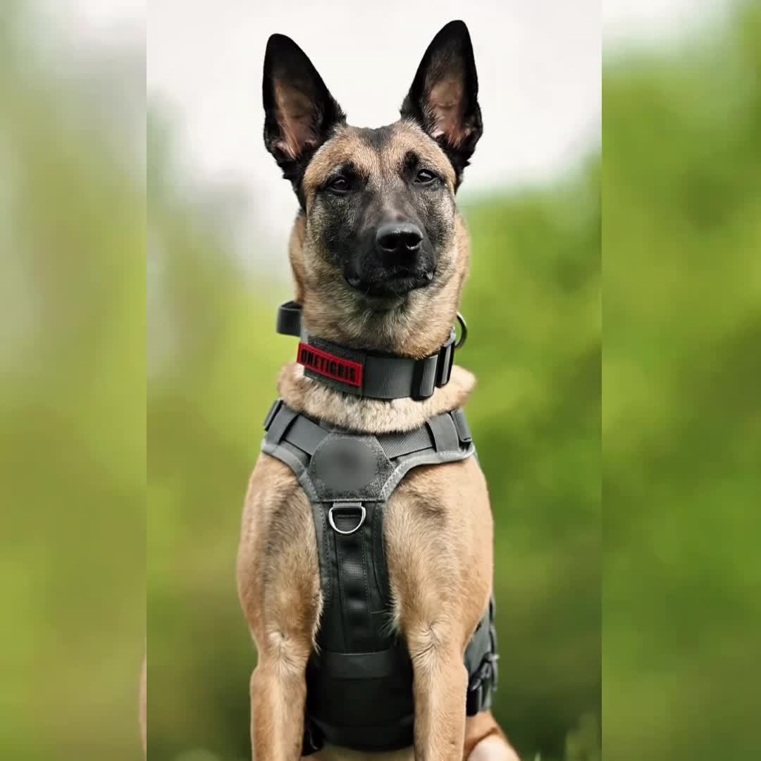 Tactical Dog Vest